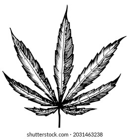 Detailed Sketch Cannabis Leaf On White Stock Vector (Royalty Free ...