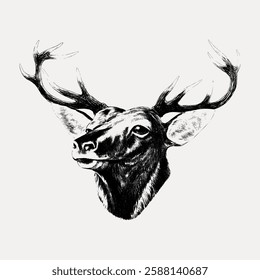 Detailed sketch of a deer head with antlers. The deer illustration showcases intricate antlers and realistic features. Deer head art with prominent antlers. Vintage animal illustration vector.