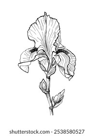 Boceto detallado de la flor del iris. Iris lineal. Ilustración vectorial. Flor botánica floral. Aislado sobre fondo blanco.