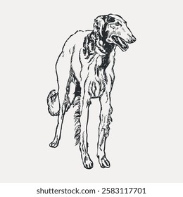 Detailed sketch of a standing Borzoi dog. The Borzoi, with its slender body and long legs, is elegantly drawn. Borzoi features prominently in this illustration. Vintage dog illustration vector.