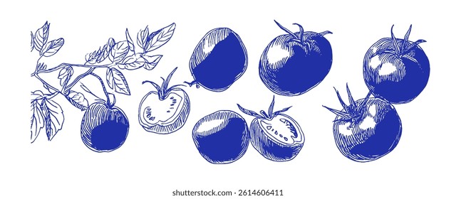 Detailed sketches portray a row of Mediterranean tomatoes in varying shapes and sizes, showcasing their unique forms and vibrant colors, reminiscent of playful chalk doodles.
