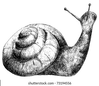 detailed snail pencil drawing style, vector