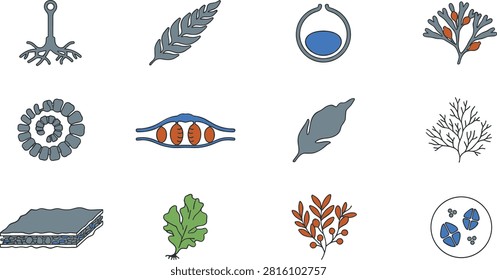 A detailed and specialized vector illustration collection featuring various algae, seaweed, aquatic plants, microscopic cellular structures, and botanical science elements. Designed with clean lines and scientific precision, this versatile asset includes fully editable strokes and scalable vector formats, making it ideal for biology educational materials, marine research projects, scientific presentations, ecological infographics, and medical or environmental design.A detailed and specialized vector illustration collection featuring various algae, seaweed, aquatic plants, microscopic cellular structures, and botanical science elements. Designed with clean lines and scientific precision, this versatile asset includes fully editable strokes and scalable vector formats, making it ideal for biology educational materials, marine research projects, scientific presentations, ecological infographics, and medical or environmental design.
