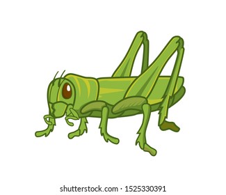 Detailed Standing Green Grasshopper Illustration