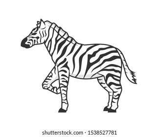 Detailed Standing Zebra Horse Illustration