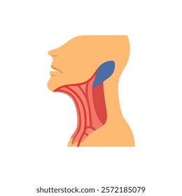 Detailed Sternocleidomastoid Muscle Anatomy Vector Design