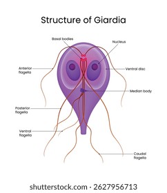 Detailed Structure of Giardia Parasite