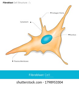 Detailed Structure Of Human Fibroblast Cell. 