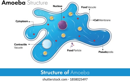 Amoeba Structure Images Stock Photos Vectors Shutterstock