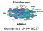 Detailed Structure of Plasma Membrane, Vector Illustration on White Background, Cell Biology Diagram, Scientific Artwork.