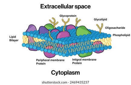 Detaillierter Aufbau der Plasmamembran, Vektorillustration auf weißem Hintergrund, Zellbiologiediagramm, wissenschaftliche Arbeiten.