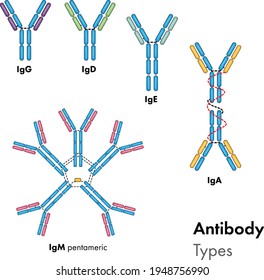 Vektor Stok Detailed Structure Types Antibodies Igg Igm (Tanpa Royalti ...