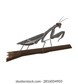 Detailed study of a praying mantis perched on a twig, captured in a clean isolated style. This predatory insect shows unique anatomy, perfect for nature projects.