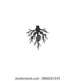 Detailed subterranean legume root branch with round nitrogen fixing nodules