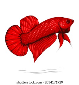 Detailed Super Red Betta Fish Vector Isolated on White Background