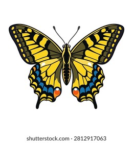 A detailed swallowtail butterfly vector illustration for nature design.