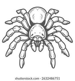 Detailed Tarantula Illustration, Vector Outline