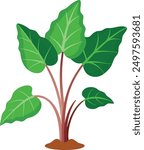 Detailed Taro Plant Vector Illustration.