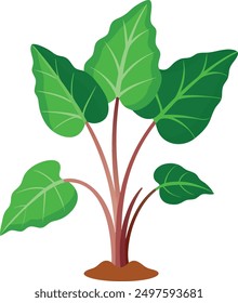 Detailed Taro Plant Vector Illustration.