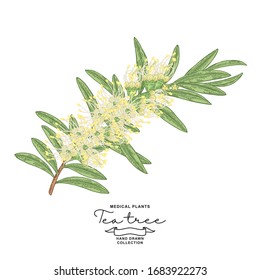 Detailed Tea tree branch with flowers isolated on white background. Melaleuca plant hand drawn. Vector botanical illustration. 