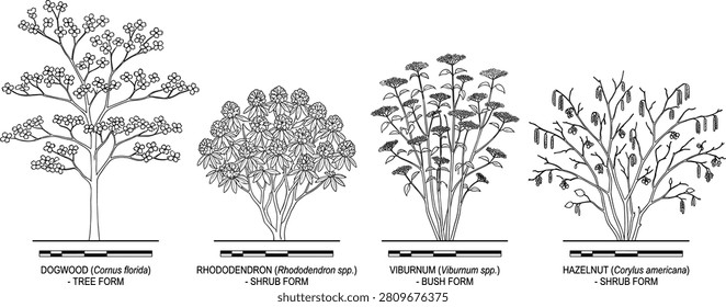 A detailed technical vector collection featuring various plant species including Dogwood, Rhododendron, Viburnum, and Hazelnut in both tree and shrub forms. This botanical set is ideal for landscape architecture projects, garden design plans, and professional horticultural schematic presentations.