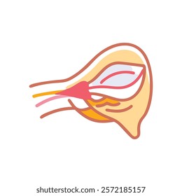 Detailed Temporalis Muscle Anatomy Vector Design