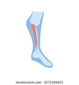 Detailed Tibial Plateau Anatomy Vector Icon