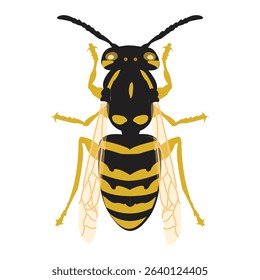 A detailed top-down illustration of a black and yellow striped wasp, clearly showing its body segments and translucent wings