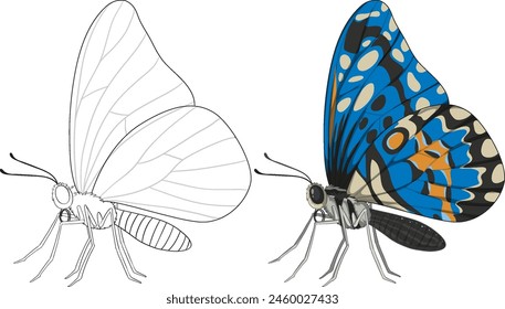 Detailed transformation of a butterfly illustration