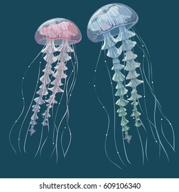 Detailed transparent jellyfish. Pink and blue sea jelly on blue background. Vector illustration
