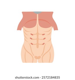 Detailed Transverse Abdominis Muscle Anatomy Vector Design