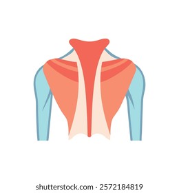 Detailed Trapezius Muscle Anatomy Vector Design