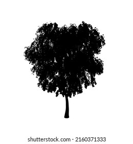 Detailed tree silhouette isolated on white background. Vector illustration.