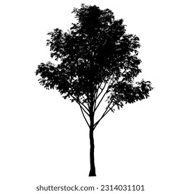 Detailed tree silhouette isolated on white background. Vector illustration.