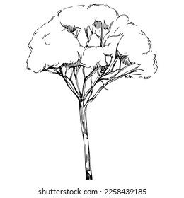 Detailed tree sketch hand draw silhouettes. Black and white nature illustration element.