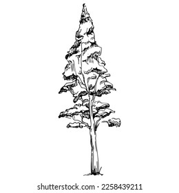 Detailed tree sketch hand draw silhouettes. Black and white nature illustration element.