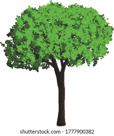 Detailed Tree Vector Design Season Stock Vector (Royalty Free) 1777900382 Shutterstock Detailed Tree Vector Design Season Stock Vector (Royalty Free) 1777900382 Shutterstock