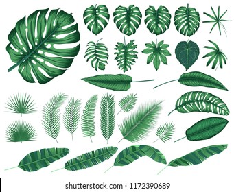 Detailed tropical leaves and plants, vector collection isolated elements