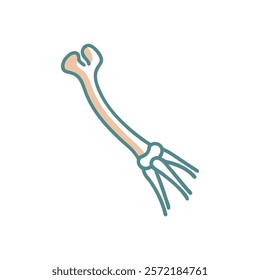 Detailed Ulna Anatomy Vector Design