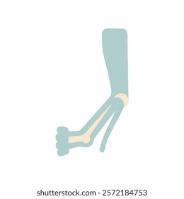 Detailed Ulna Anatomy Vector Illustration