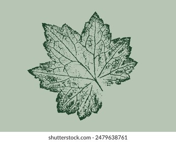 Detailed unique leaf print or stamp. Botanical illustration or drawing of a green leaf.