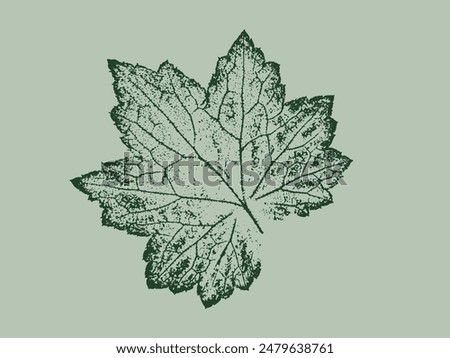 Detailed unique leaf print or stamp. Botanical illustration or drawing of a green leaf.