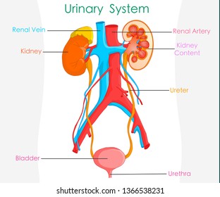 Detailed urinary system. White background, annotated  urine or excretory system and kidney anatomy. 2d  drawing. Vector illustration, with explanations.