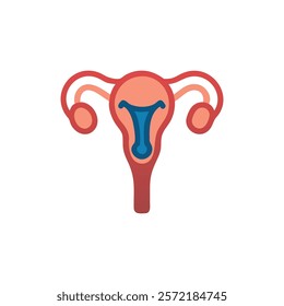 Detailed Uterus Anatomy Vector Design