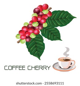 A detailed vector art featuring coffee cherries in red and green hues, natural leaves,and a steaming coffee cup.Perfect for coffee-themed projects,branding,or education.