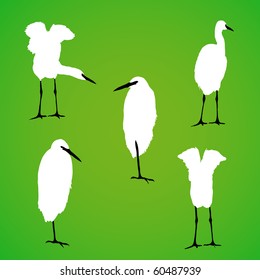 Detailed vector bird silhouette.