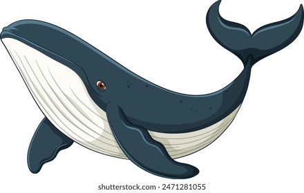 A detailed vector of a blue whale