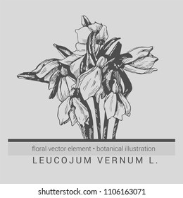 Detailed vector botanical illustration of snowdrops flowers