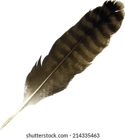 Detailed Vector of a Buzzard Bird Feather