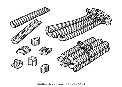 Detailed Vector Celery Sticks and Stalks Illustration in Engraved Style